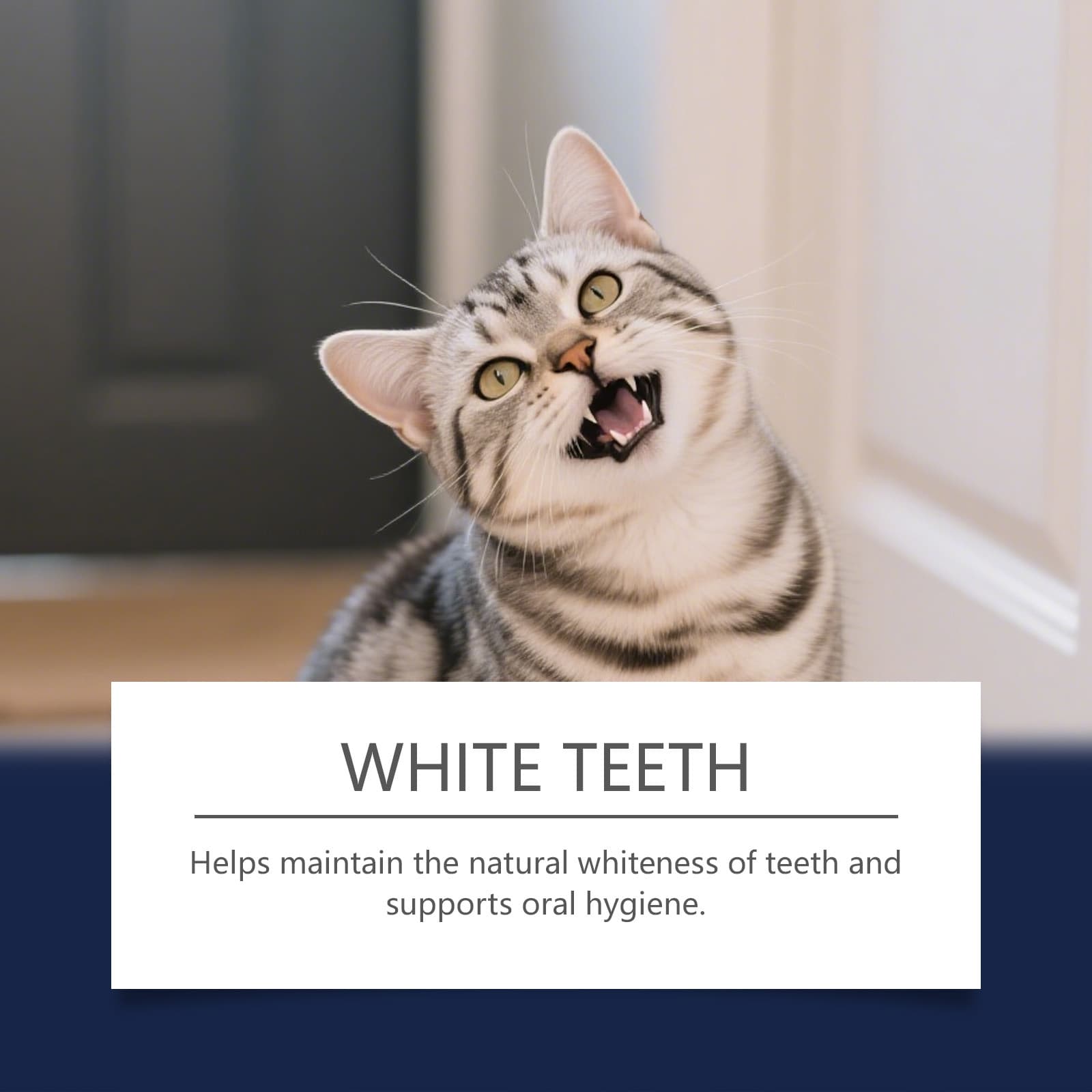 Huisdiercamera met Snackdispenser - thumbnail 3