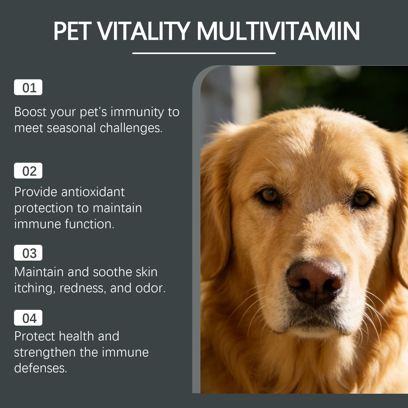 Waterdichte Hondenjas met Reflectie